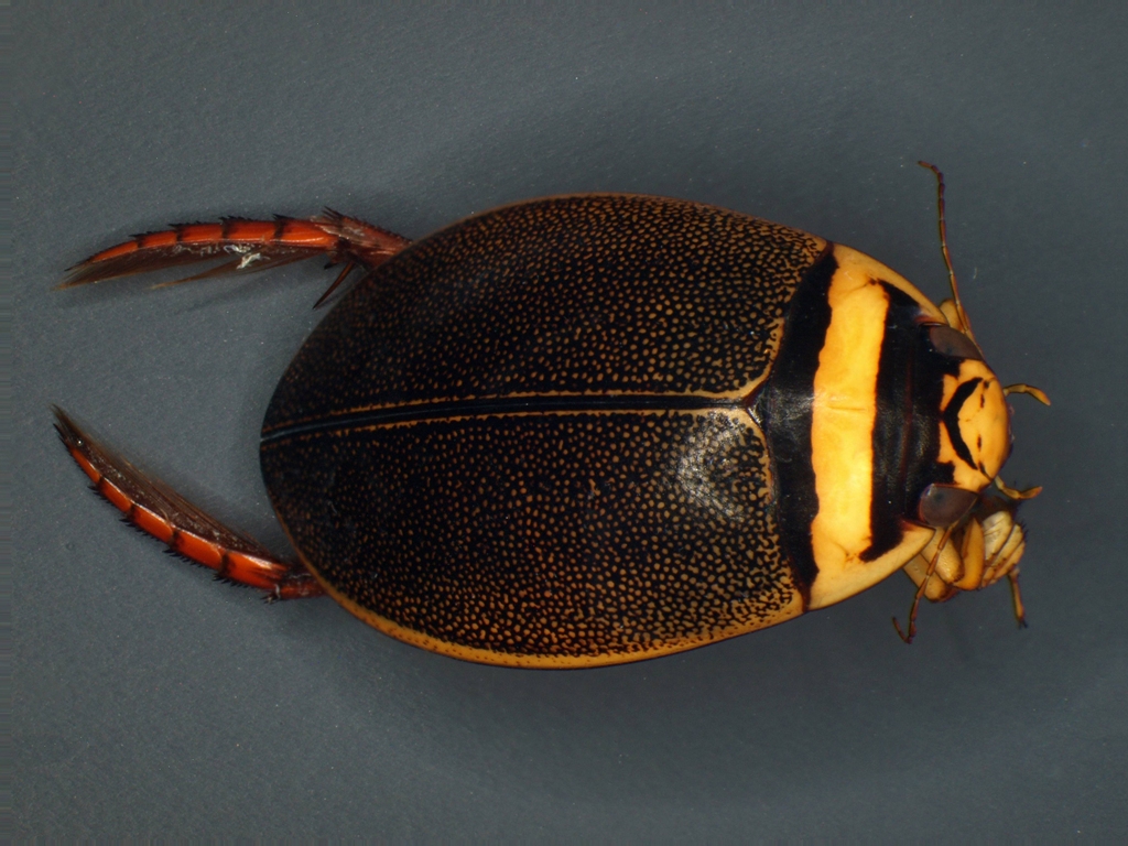 Graphoderus cinereus